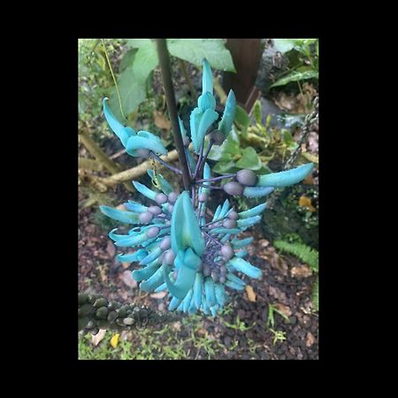 Phoenix Garden Pahoa Zewnętrze zdjęcie