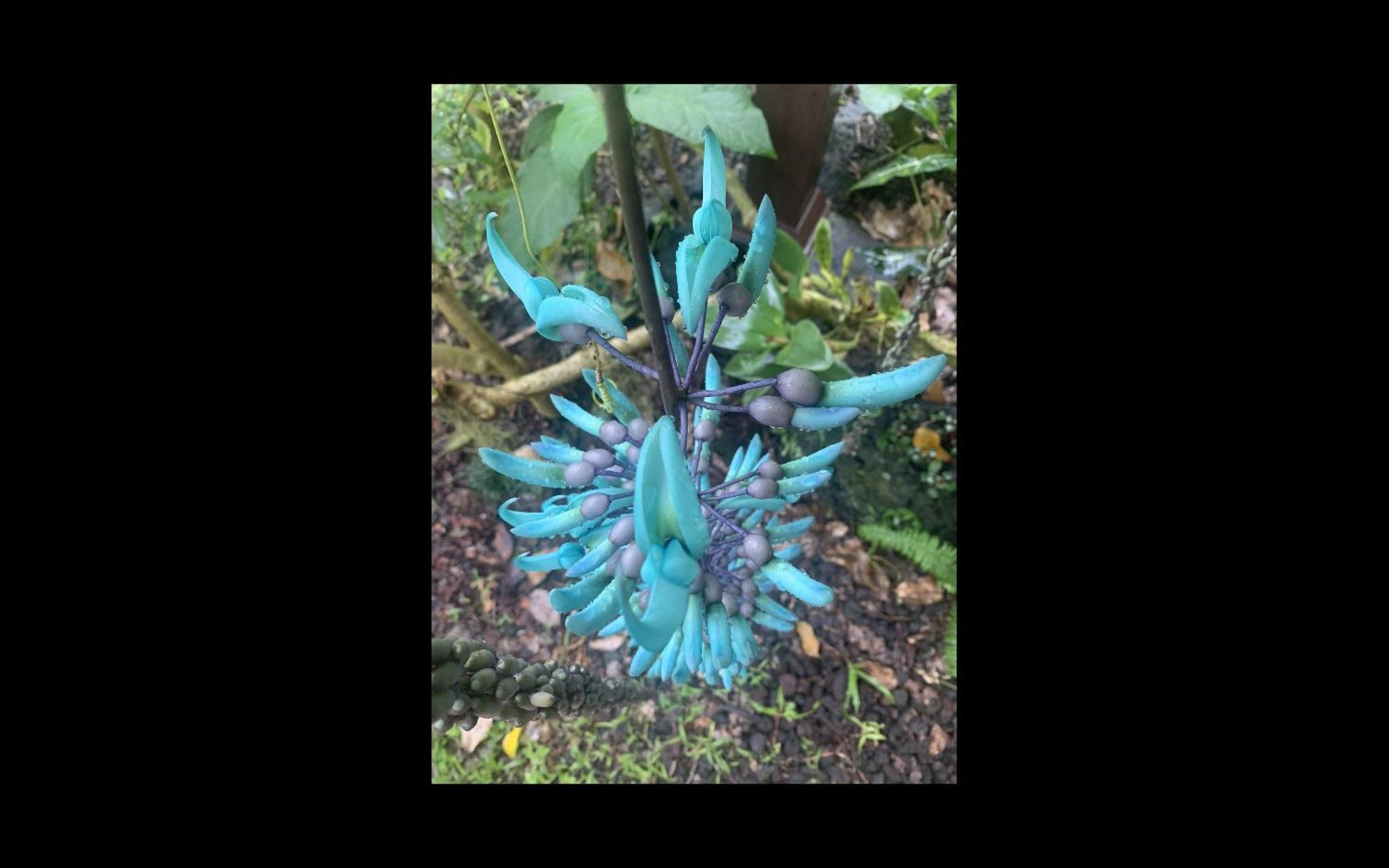 Phoenix Garden Pahoa Zewnętrze zdjęcie
